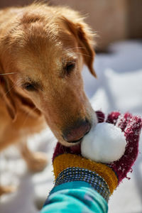 Close-up of hand holding dog