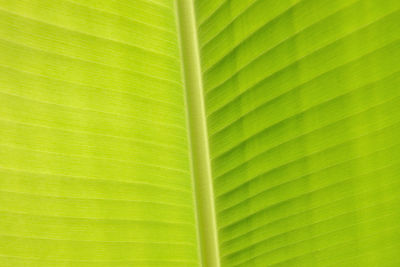 Full frame shot of palm leaf