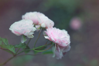 Close-up of pink flowers blooming outdoors