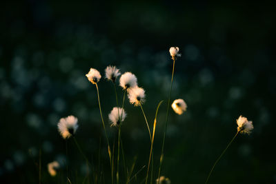 Close-up of white flowering plants on field