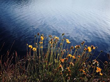 High angle view of flowering plants by lake