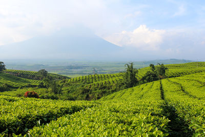 Scenic view of agricultural field against sky