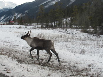 View of deer on snow covered land