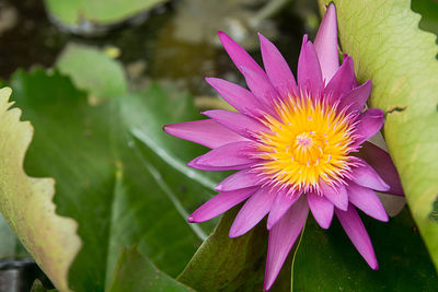 Close-up of pink water lily