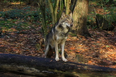 View of dog in forest