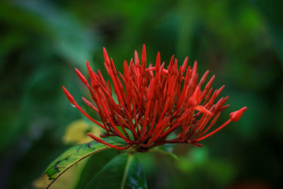 Close-up of red flower