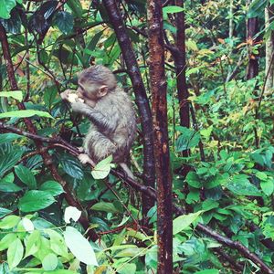 Monkey sitting on tree