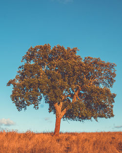 Tree on field against clear blue sky