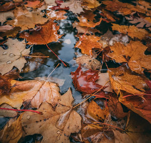 Close-up of maple leaves