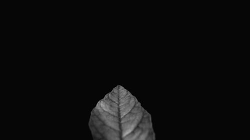 Close-up of dry leaf against black background