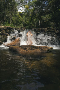Scenic view of waterfall in forest