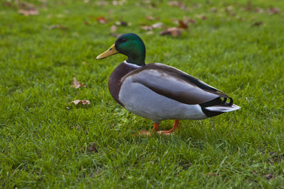 Close-up of a bird on field