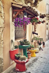 Potted plants in backyard