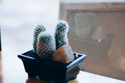 Close-up of succulent plant on table