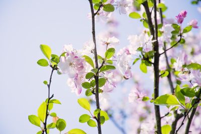 Close-up of pink flowers