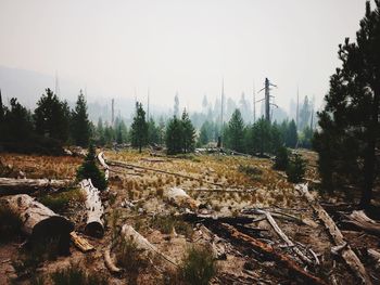 Panoramic shot of trees on field against sky