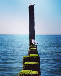 View of bird on wooden post in sea against sky