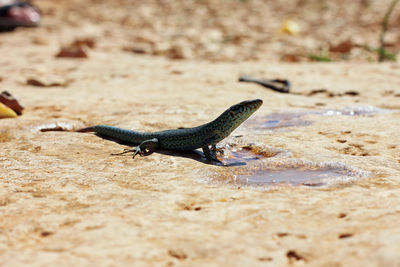 Close-up of lizard on land