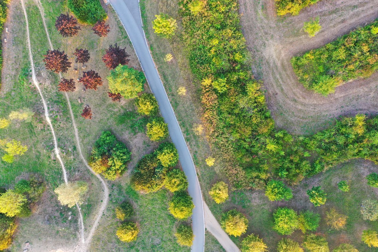 HIGH ANGLE VIEW OF PLANTS GROWING ON LAND IN FOREST