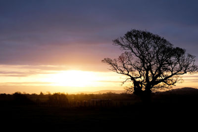 Silhouette trees on field against sky during sunset