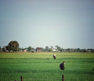 Scenic view of agricultural field against clear sky