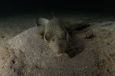 High angle view of crab on sand