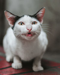 Close-up portrait of white cat