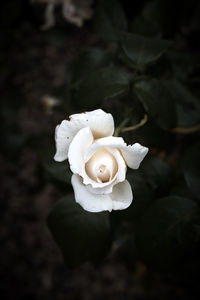 Close-up of white rose blooming outdoors