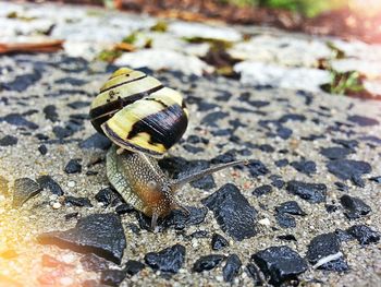 Close-up of insect on white surface
