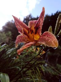 Close-up of water drops on day lily