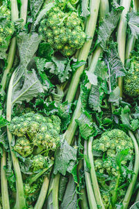 Cime di rapa, rapini or broccoli rabe in a street food market, green vegetable, puglia, italy