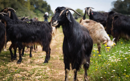 Herd of a dog on field