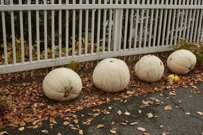Close-up of pumpkins on autumn leaves
