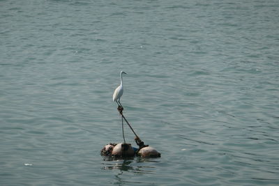 High angle view of swans swimming in lake