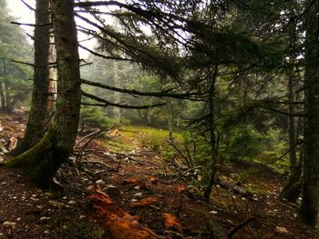 Trees in forest