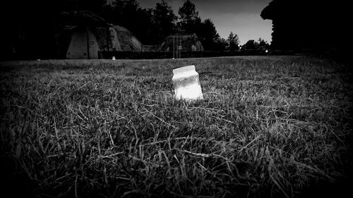 Close-up of grass on field at night