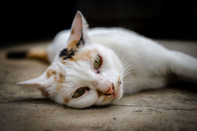 Close-up of cat lying on floor