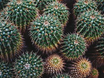 Full frame shot of cactus growing on field