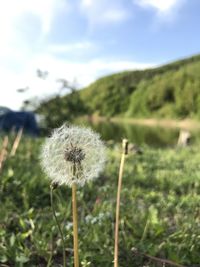 Close-up of dandelion on field