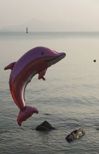 View of bird in sea against sky