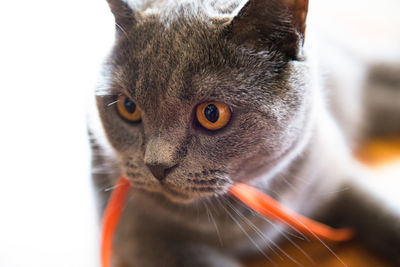 Close-up of cat carrying ribbon in mouth