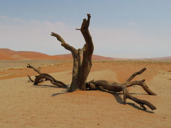 Dead tree in desert