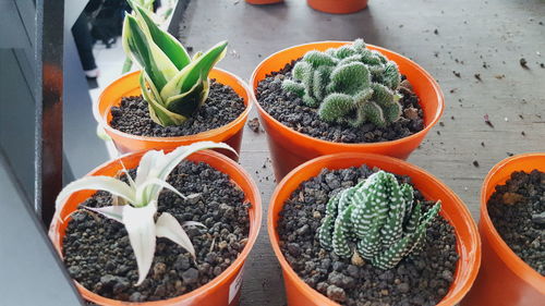 Close-up of potted plant