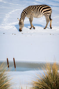 Zebras drinking water in a lake