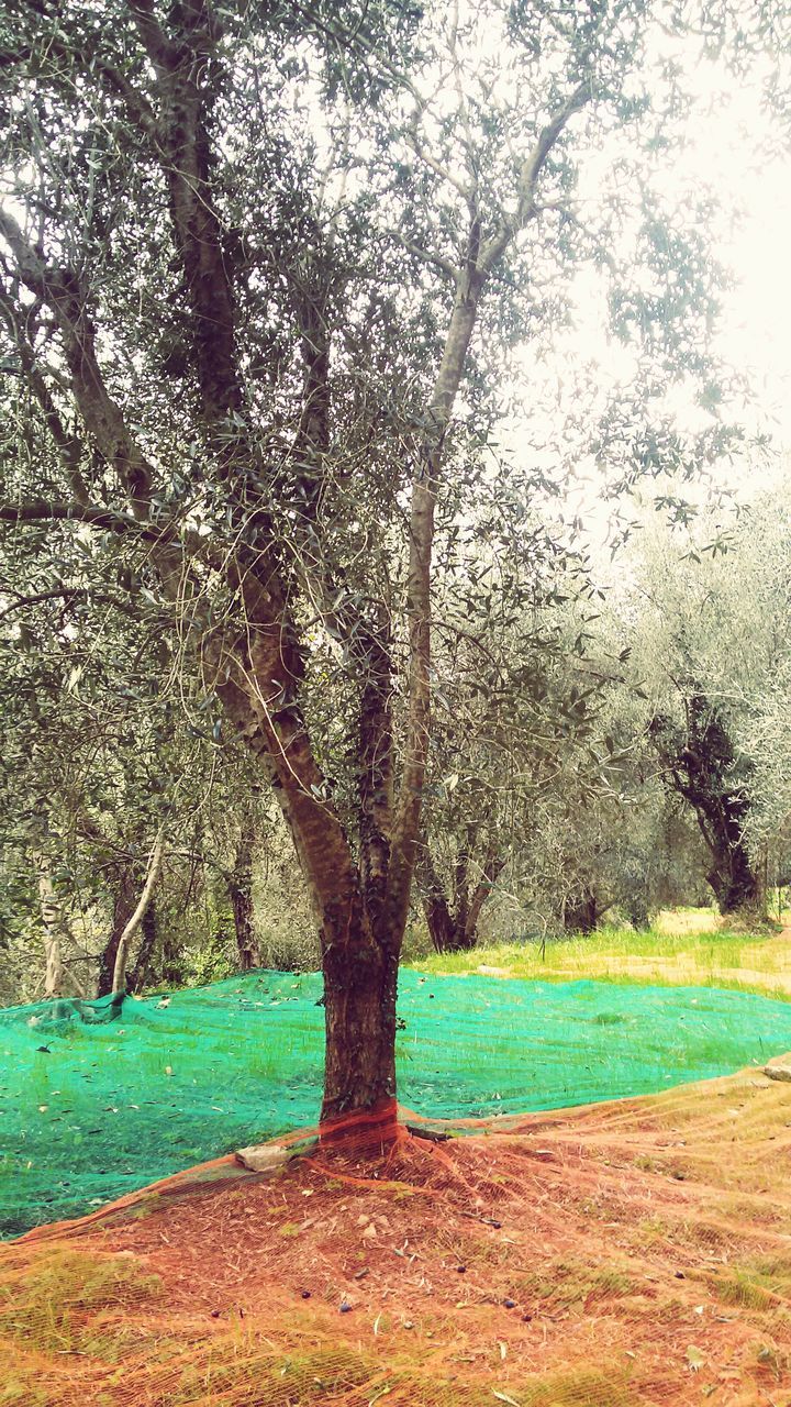 tree, tranquility, water, tranquil scene, nature, tree trunk, branch, beauty in nature, growth, park - man made space, scenics, grass, day, green color, idyllic, outdoors, bare tree, lake, blue, sky