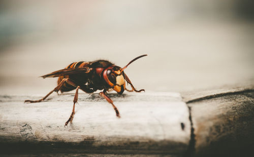 Close-up of insect on wood