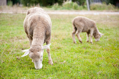 Sheep grazing on field