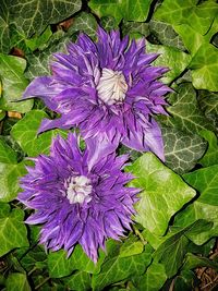 High angle view of purple flowering plant
