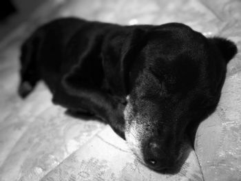 Close-up of dog lying on floor