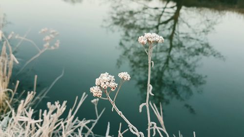 Close-up of flowering plant against lake